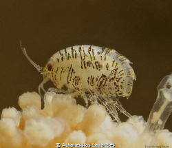 Title: " Shining under the strobe" Name of critter: Iphim... by Athanassios Lazarides 